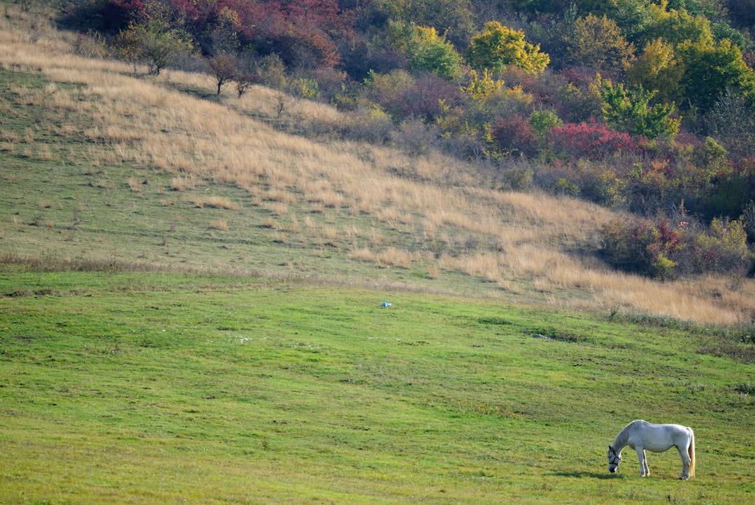 white horse eating grass