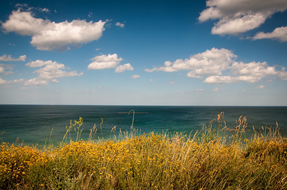 green grass field near sea under white clouds at daytime