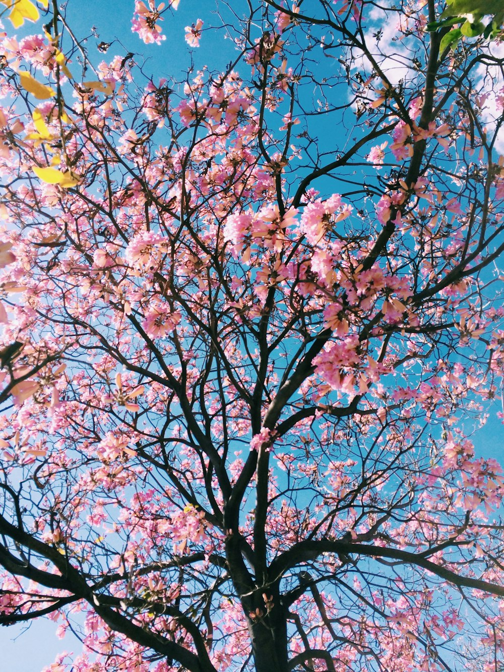 ピンクの花びらの花木