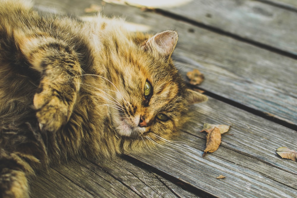 braune Katze, die auf Holzfläche liegt