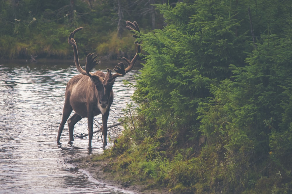 brown deer on body of water