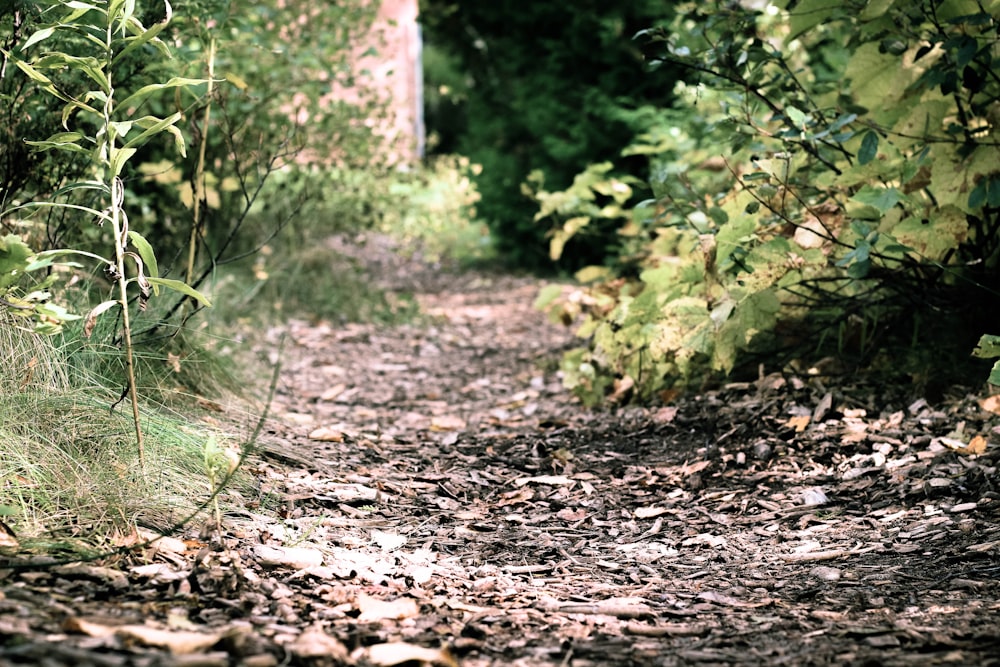 pathway between trees