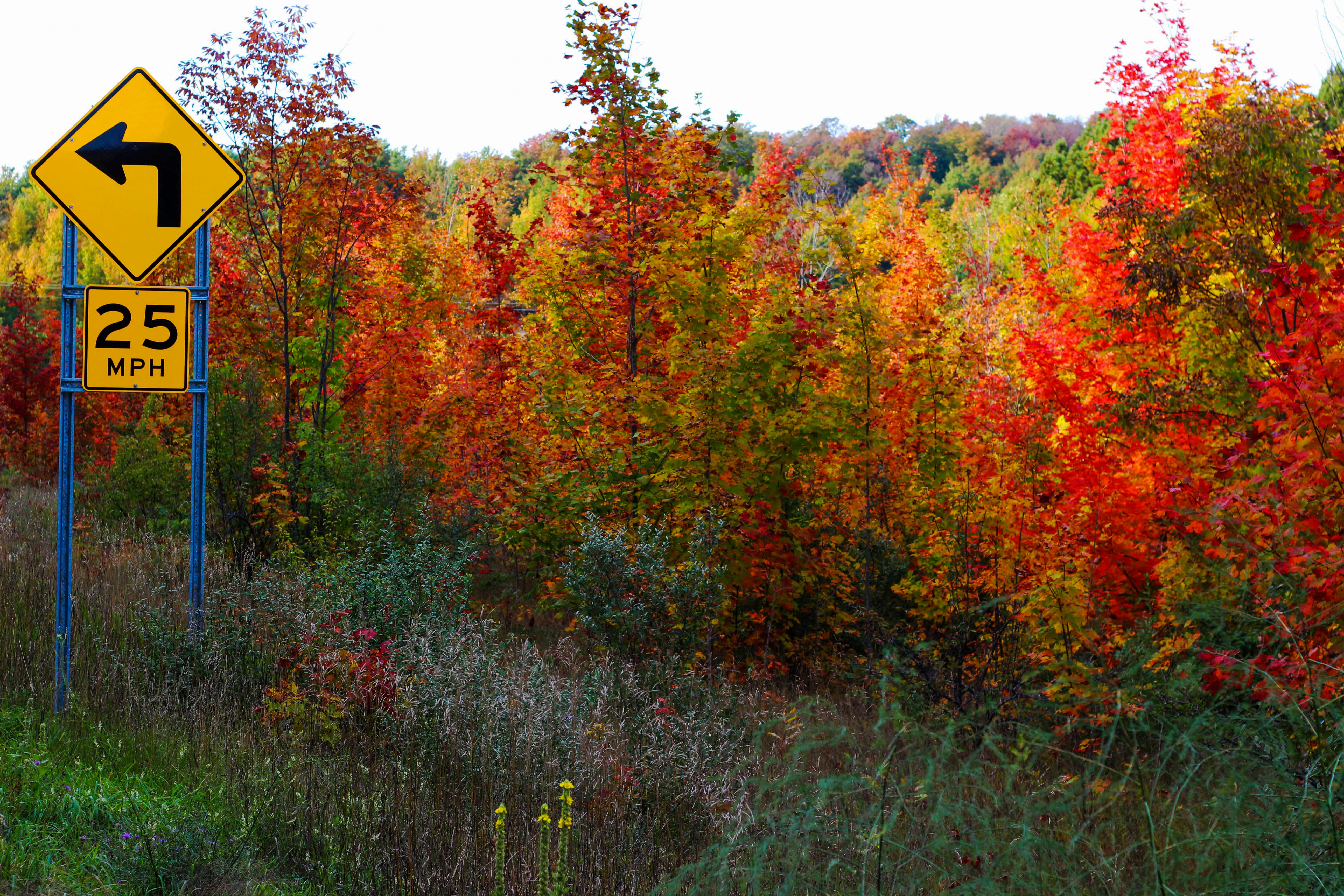 scenery of trees during fall