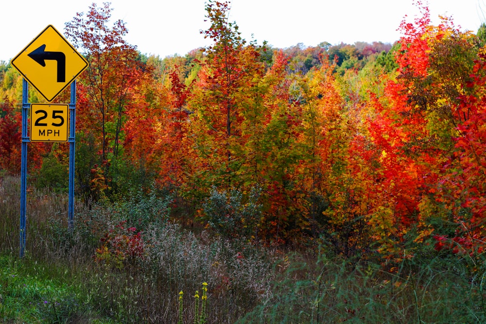 scenery of trees during fall