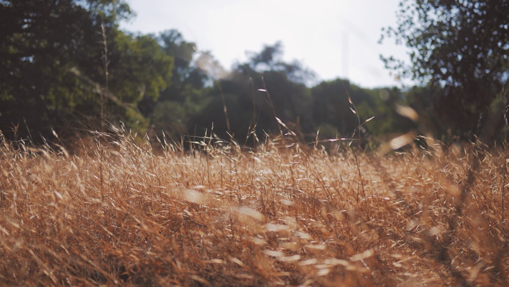 brown tall grass field surrounded with green trees at daytime