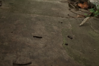 Cracked concrete surface with several small dark debris particles scattered on the ground. Green moss or algae is growing in some of the cracks, indicating dampness. There are a few dry leaves and a small plant with green foliage visible in the top right corner of the image.