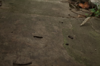 Cracked concrete surface with several small dark debris particles scattered on the ground. Green moss or algae is growing in some of the cracks, indicating dampness. There are a few dry leaves and a small plant with green foliage visible in the top right corner of the image.
