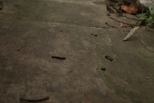 Cracked concrete surface with several small dark debris particles scattered on the ground. Green moss or algae is growing in some of the cracks, indicating dampness. There are a few dry leaves and a small plant with green foliage visible in the top right corner of the image.
