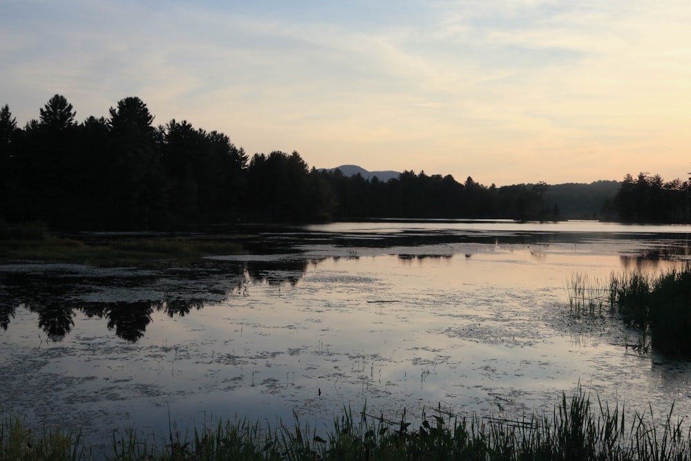 grass beside of water