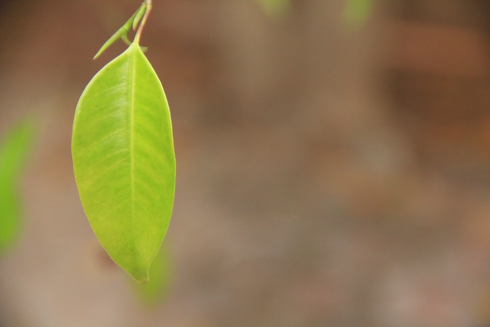 planta de folha ovada-verde