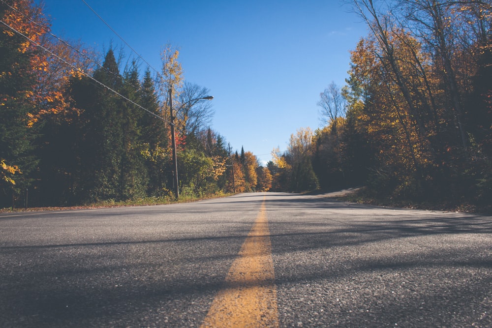 road between trees