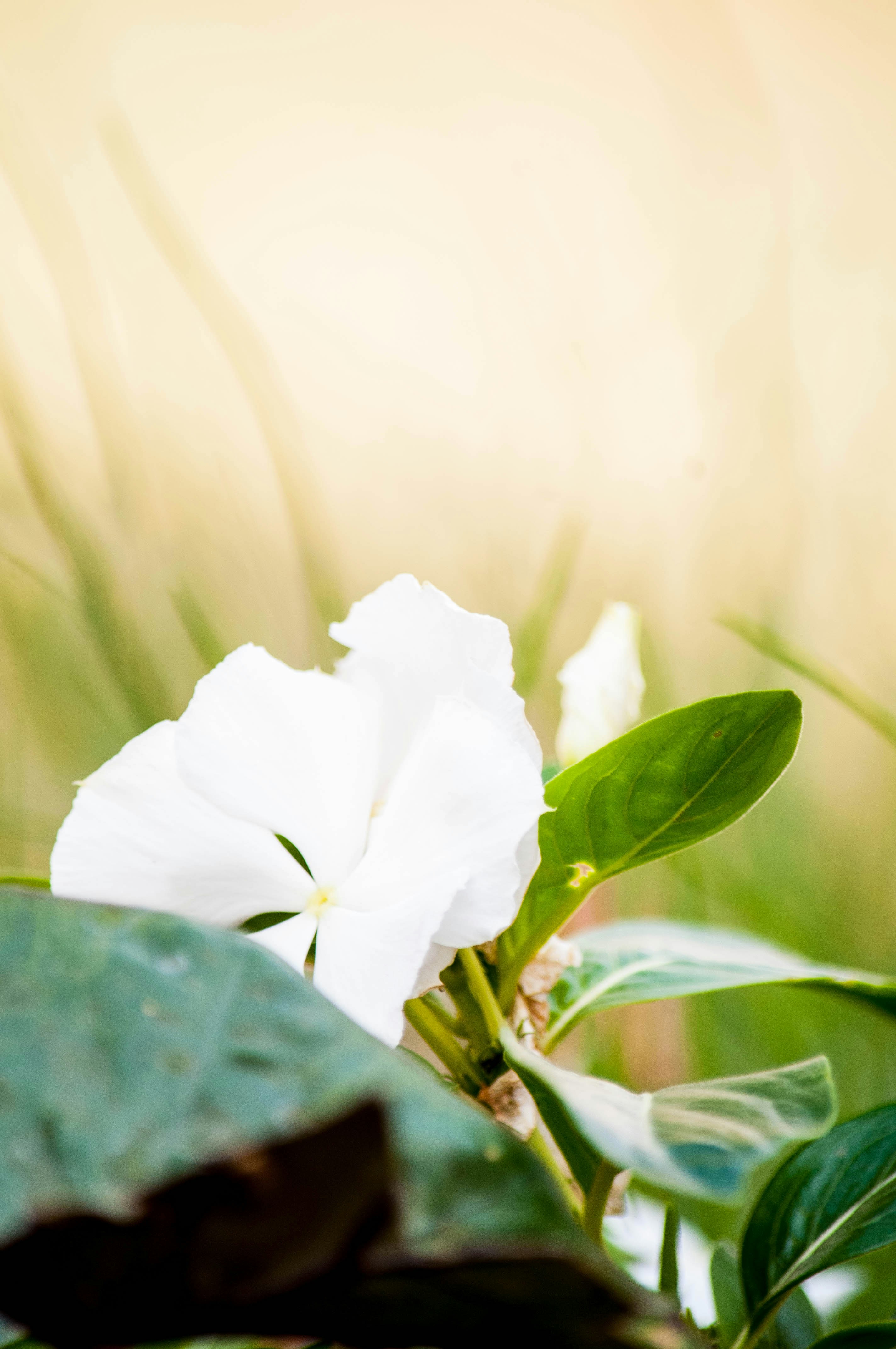 Free Unsplash photo from Joshua Mwakalukwa