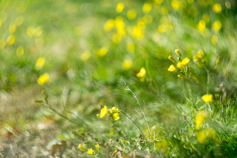 yellow petaled flowers