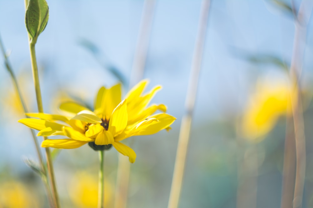 selective focus photography of yellow sunflower