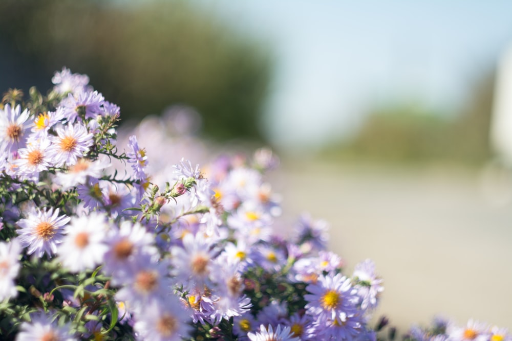 close up photo of purple petaled flowers