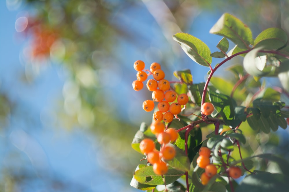 orange fruit close up photo