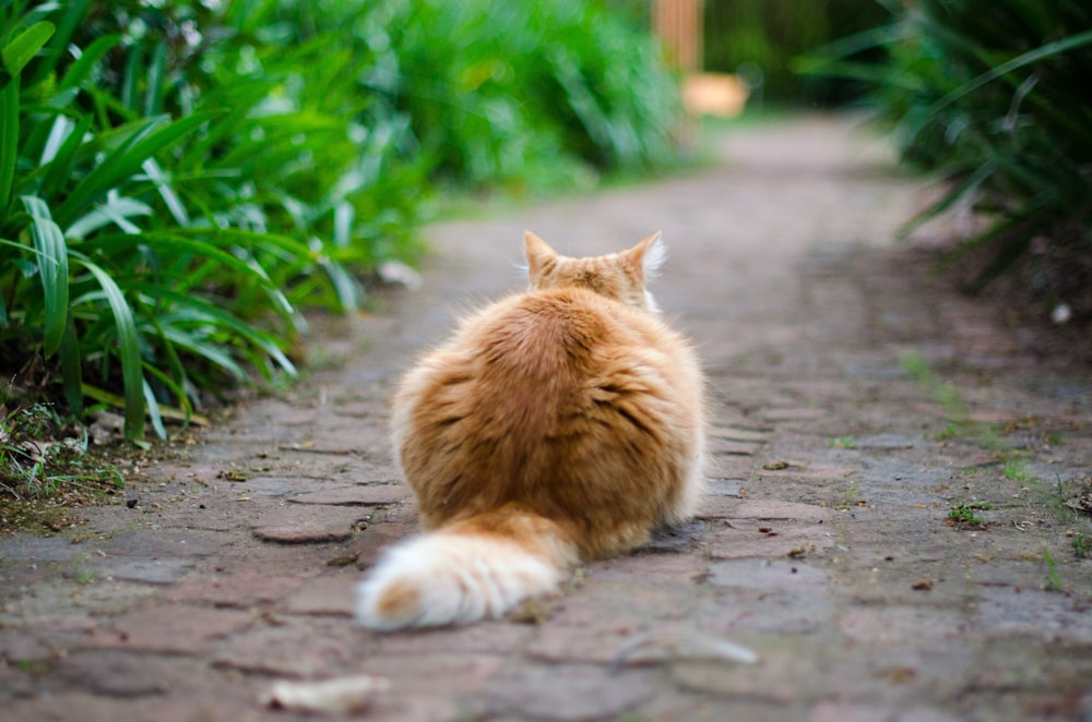 selective focus photography of brown tabby cat on pathway