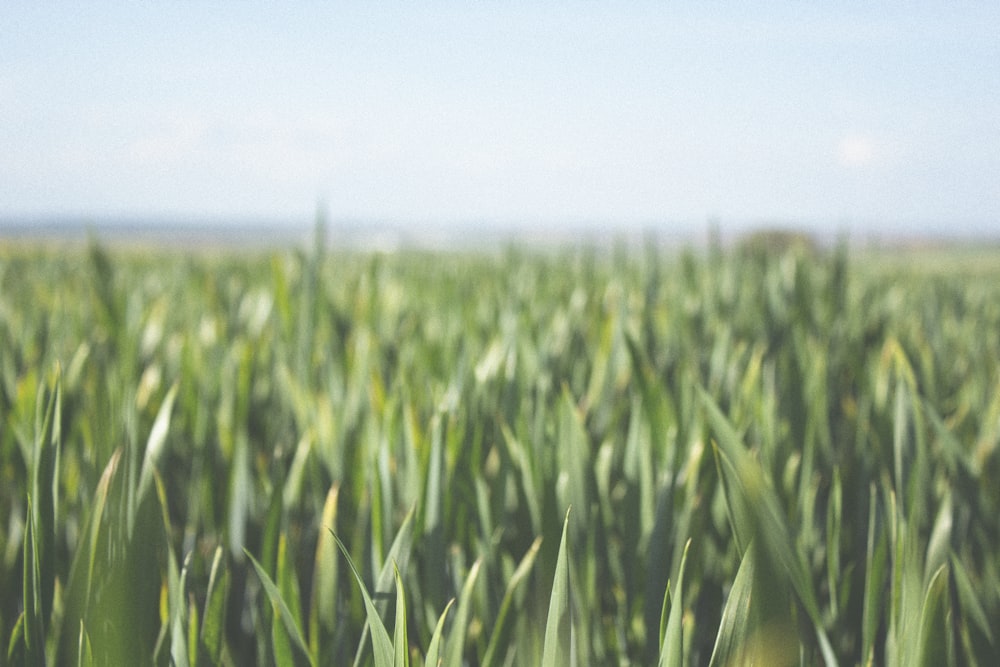 green grass field