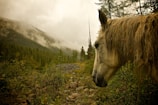 A white horse with a flowing mane stands in a lush, misty forest with a backdrop of green mountains partially shrouded in fog. The ground is rocky and covered with various plants and foliage, creating a serene and natural environment.