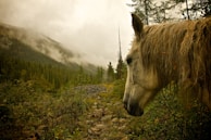 A majestic horse standing tall on a misty morning hill, its mane flowing gently in the breeze.