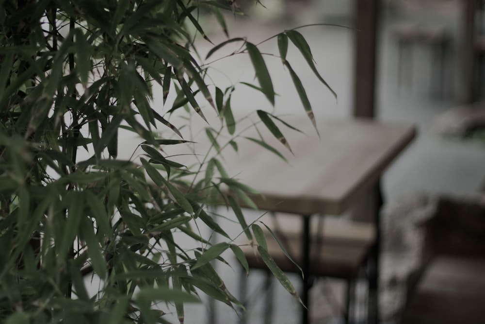 green bamboo leafed tree