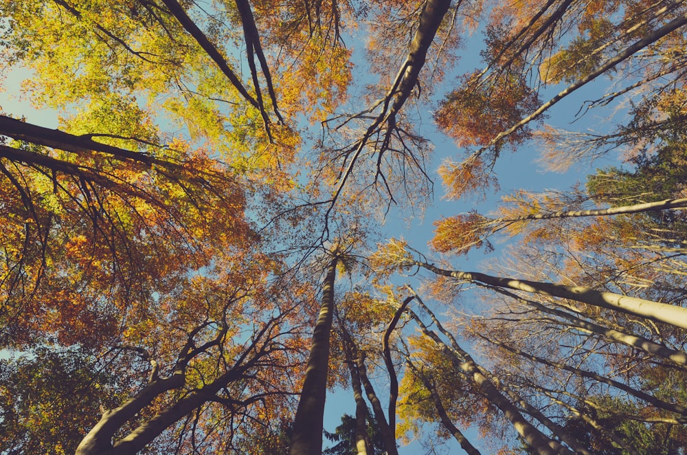 up view of a brown leafed trees