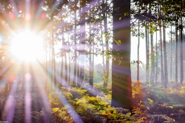 Sunlight breaking through trees, representing clarity, resilience, and new possibilities.