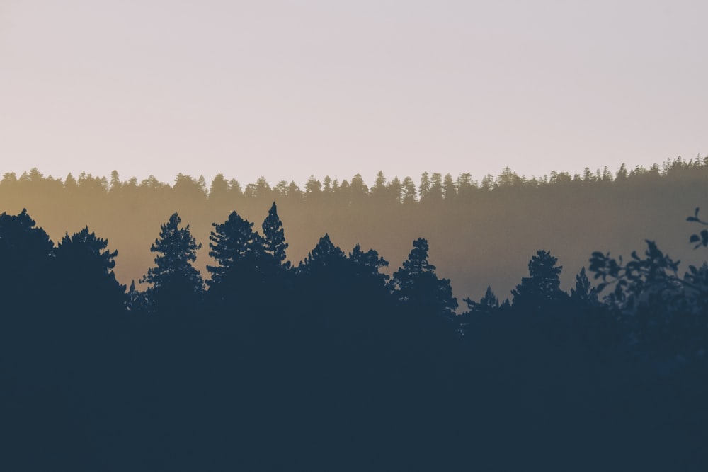 Free background desktop, hd wallpaper hills, relief, grass, fog, sunrise,  background hd pc, mobile in 2023