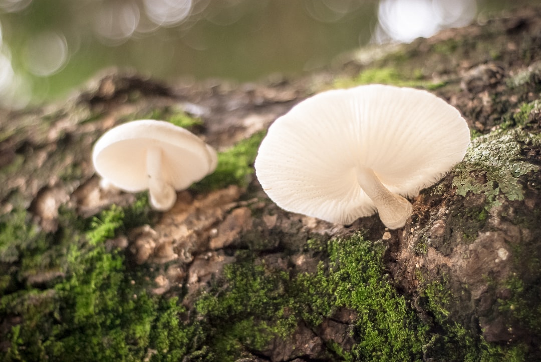 closeup photography of two white mushrooms