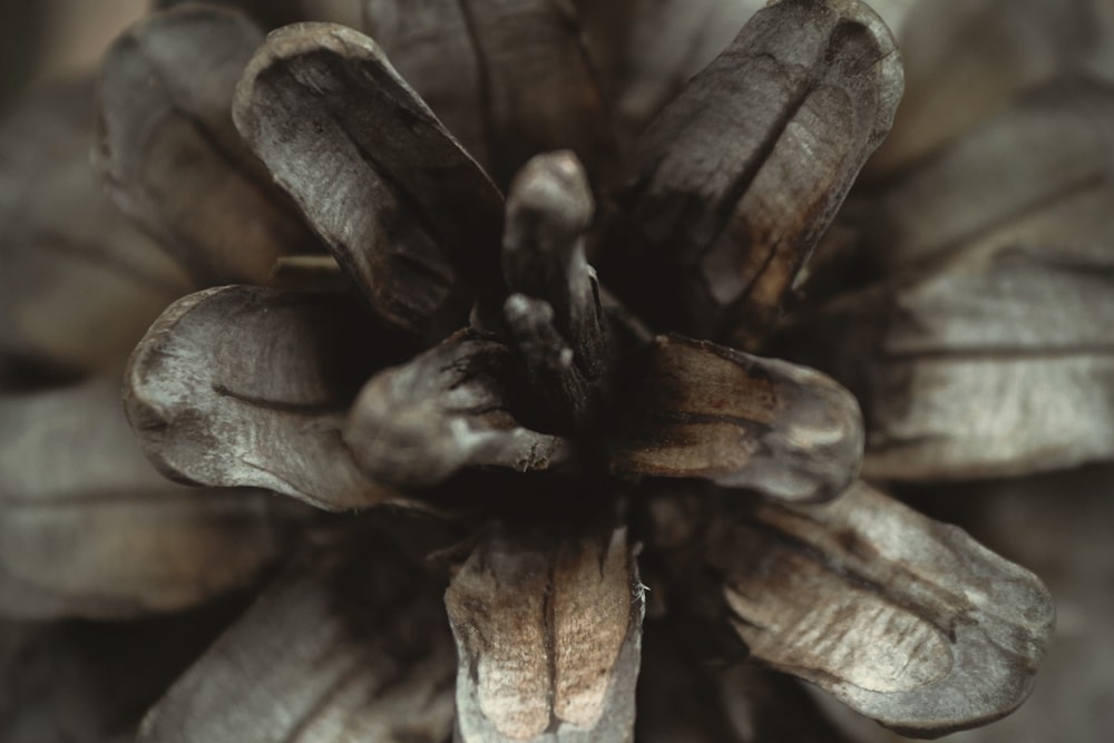 close-up photography of grey plant