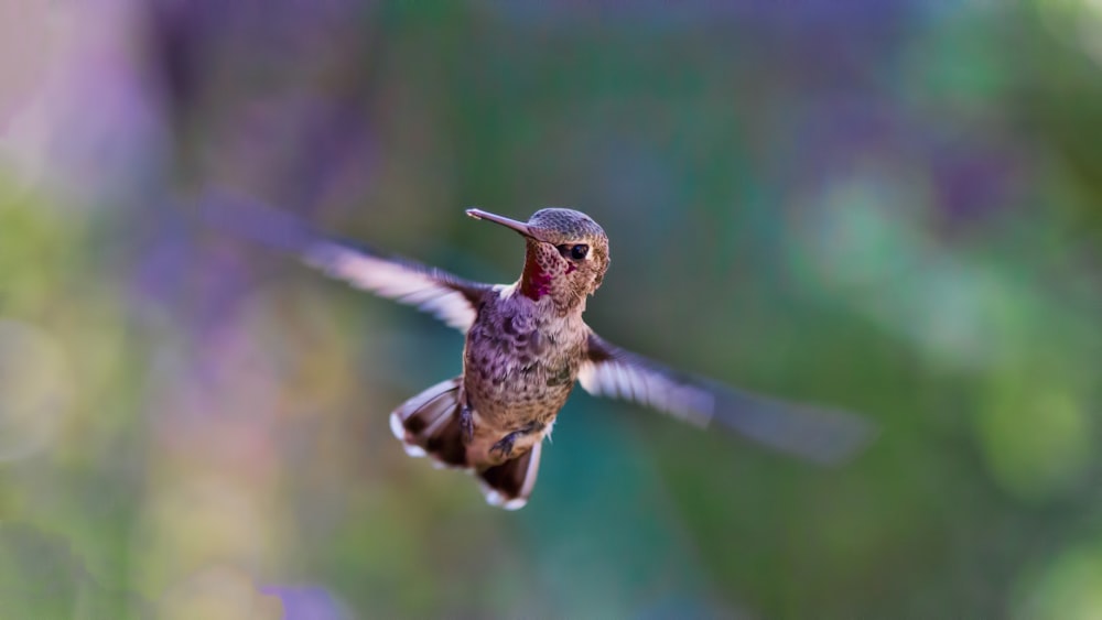 Selektive Fokusfotografie des fliegenden braunen Kolibris