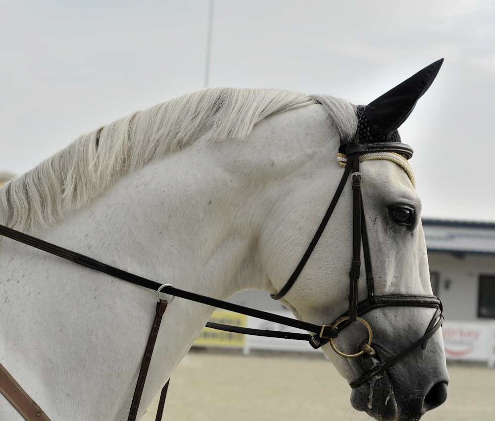 white horse wearing harness