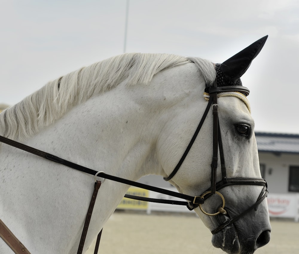 cavallo bianco che indossa l'imbracatura