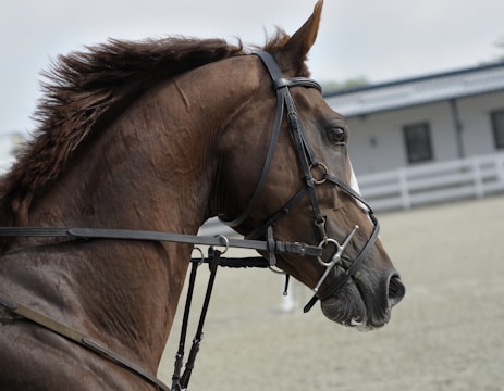 A close-up profile of a brown horse with a bridle, set against a background with a blurred building and fence. The horse's mane is trimmed and it looks alert.