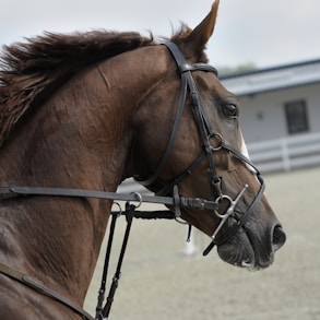 selective focus of brown horse