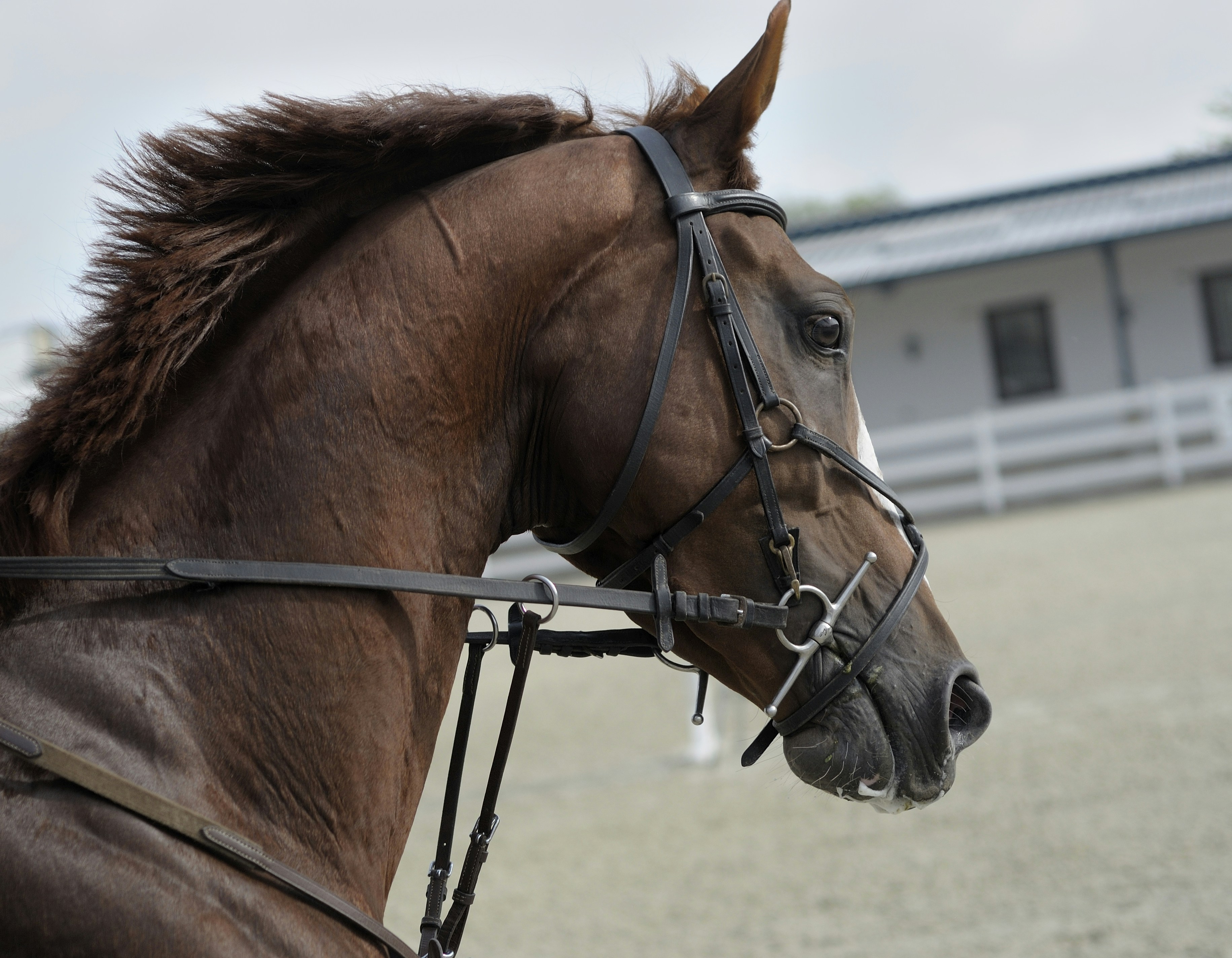 Full Cheek Sweet Iron Snaffle Bit with Copper Lozenge (UKSALES25® Horse Bits) (5.5 INCHES)