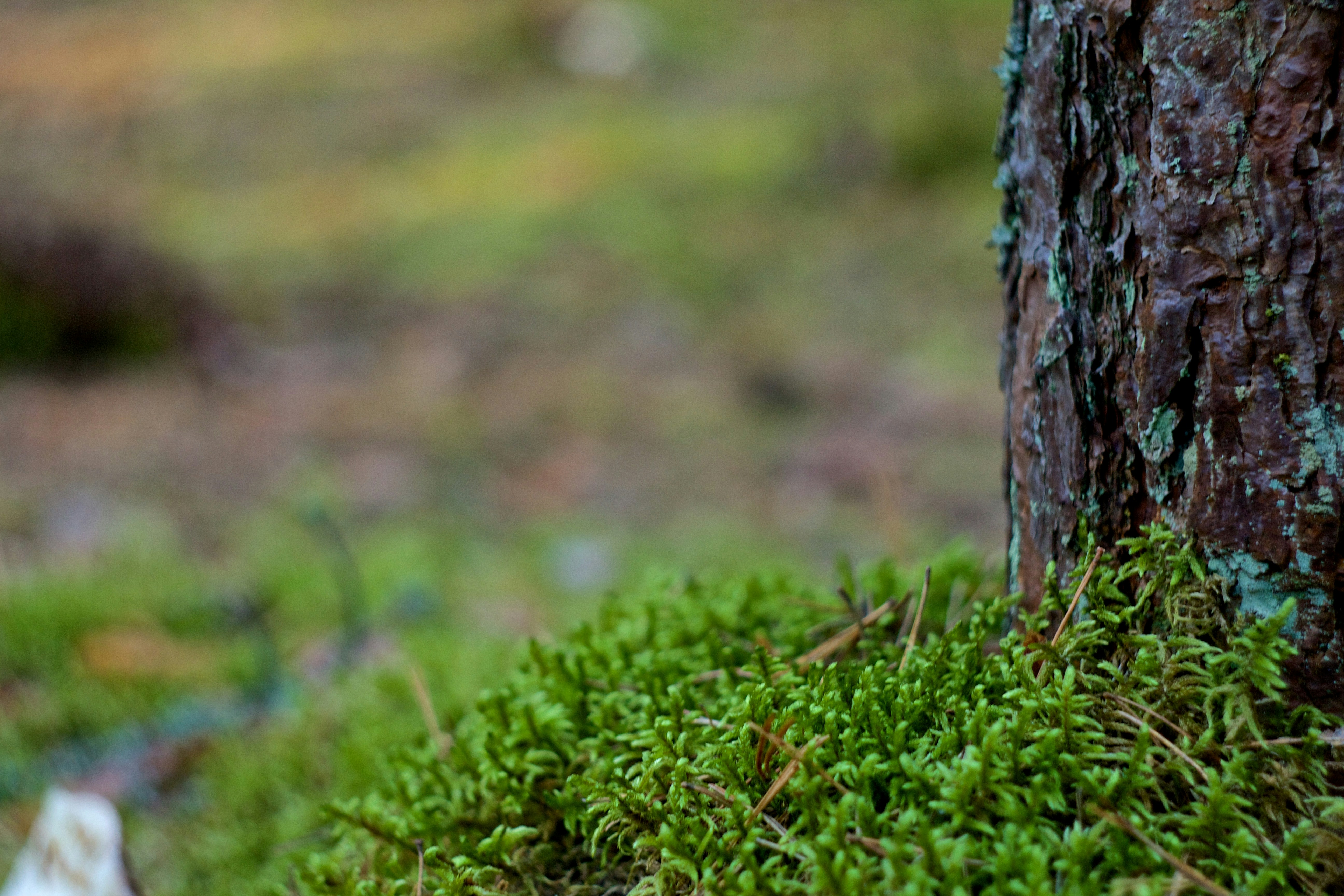 Free Unsplash photo from Dmitry S.