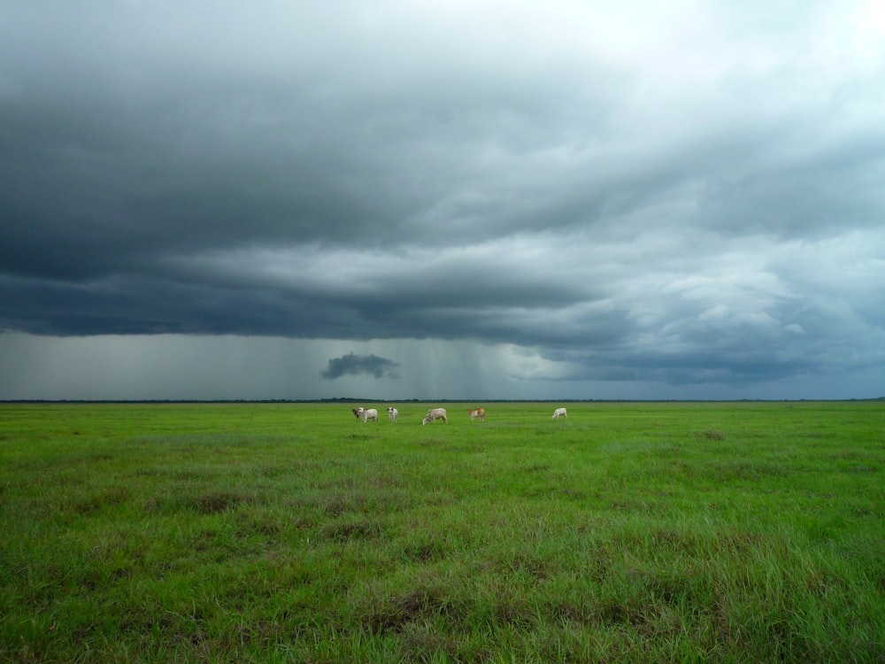 animali sul campo verde sotto il cielo nuvoloso
