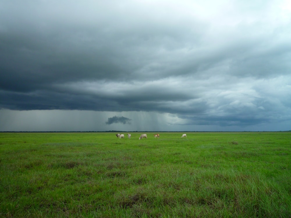 animais no campo verde sob o céu nublado