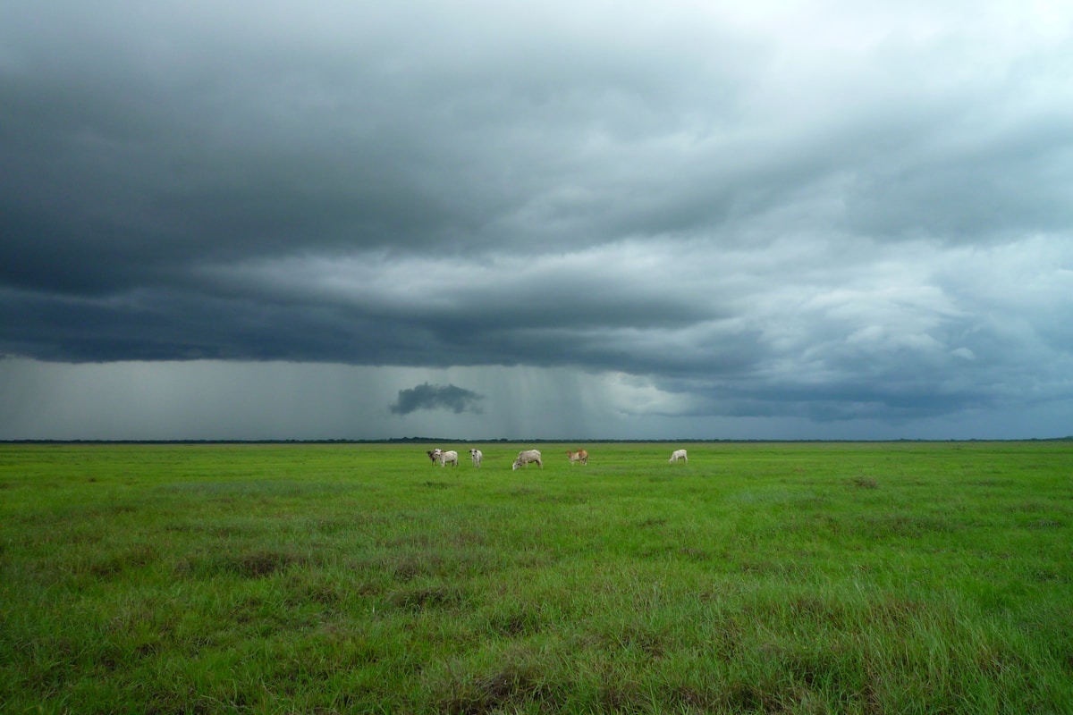 animals on green field under cloudy sky