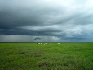 animals on green field under cloudy sky