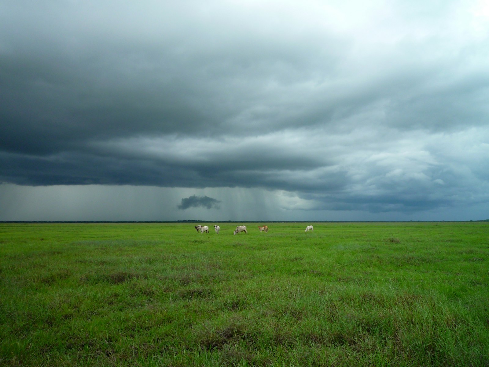 Panasonic DMC-FX37 sample photo. Animals on green field photography