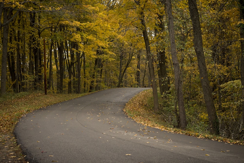 gray concrete road surrounded by trees