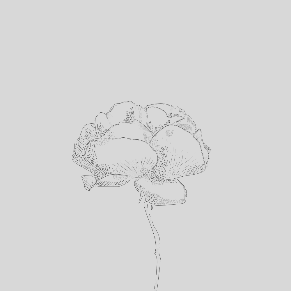 A drawing of a flower on a gray background