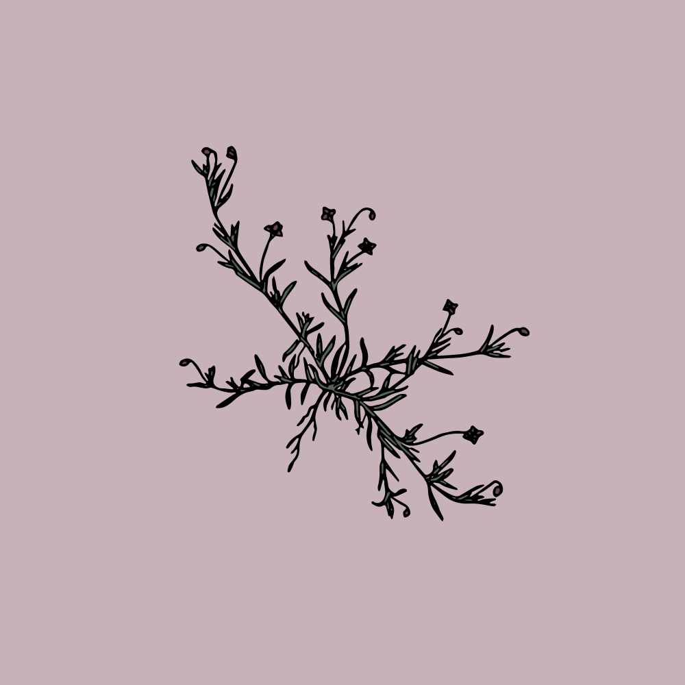 Plant with dark silhouettes against a pink background. vector – Free Plant  Image on Unsplash, image size:3000x3000