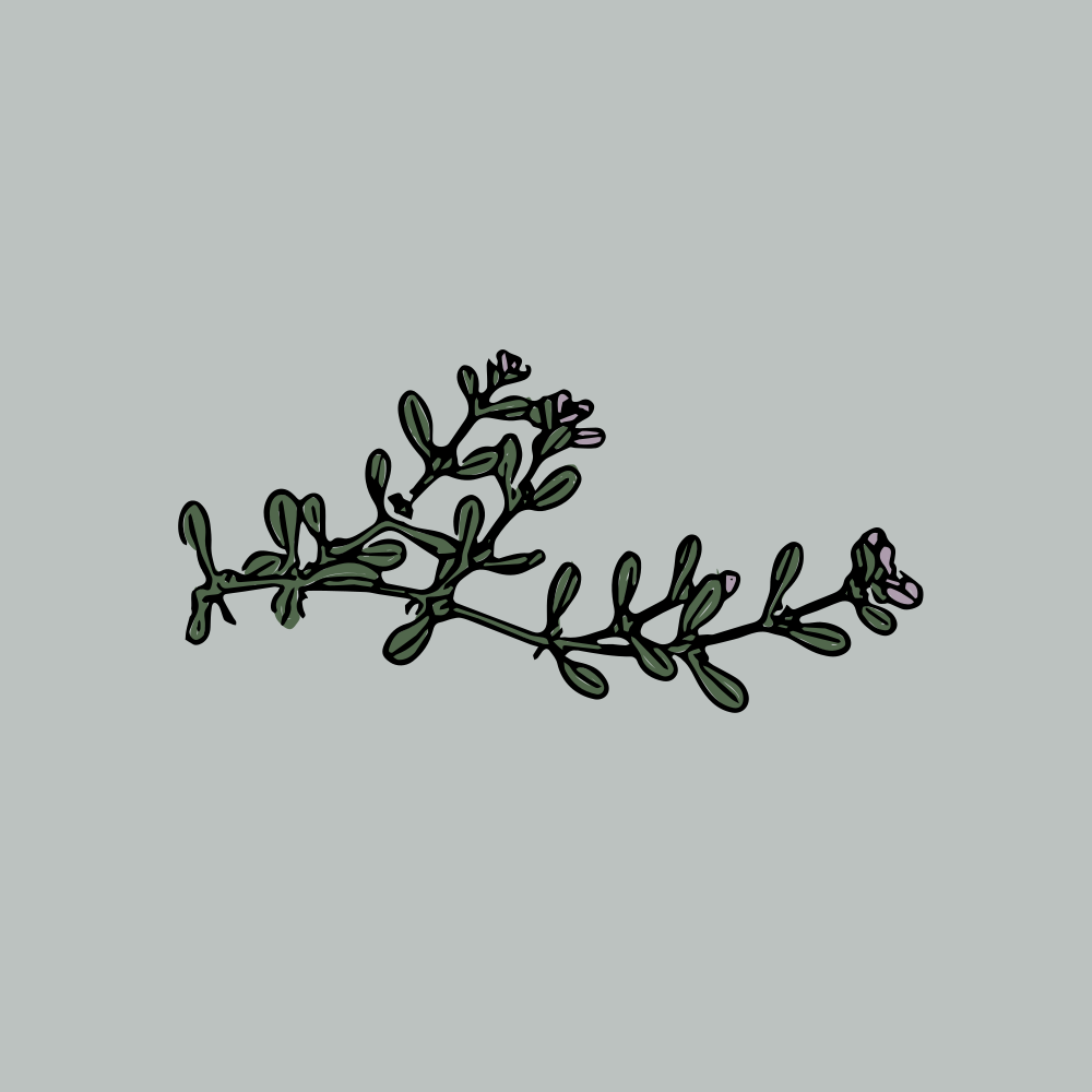 A line drawing of a plant with small flowers.