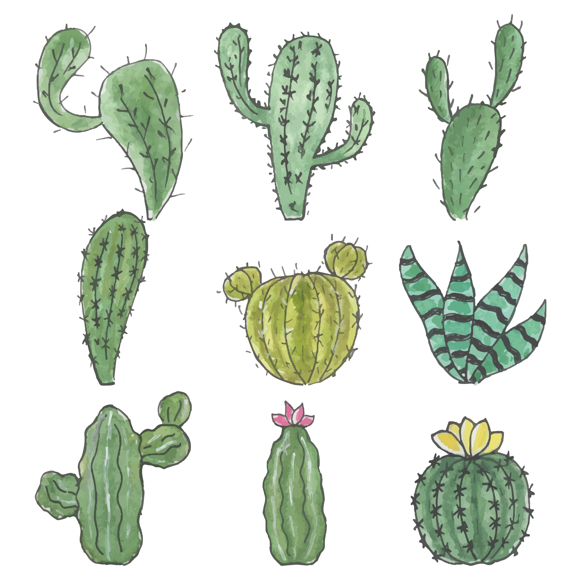 Illustrations aquarelles de différents types de cactus.