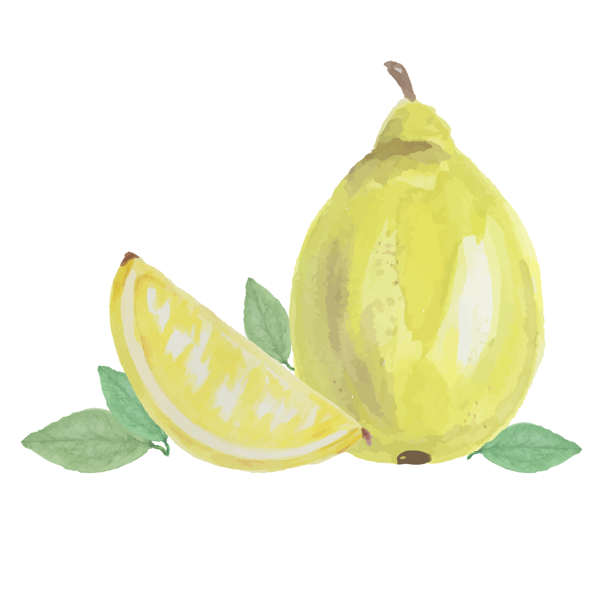 Una ilustración en acuarela de una pera y una rodaja.