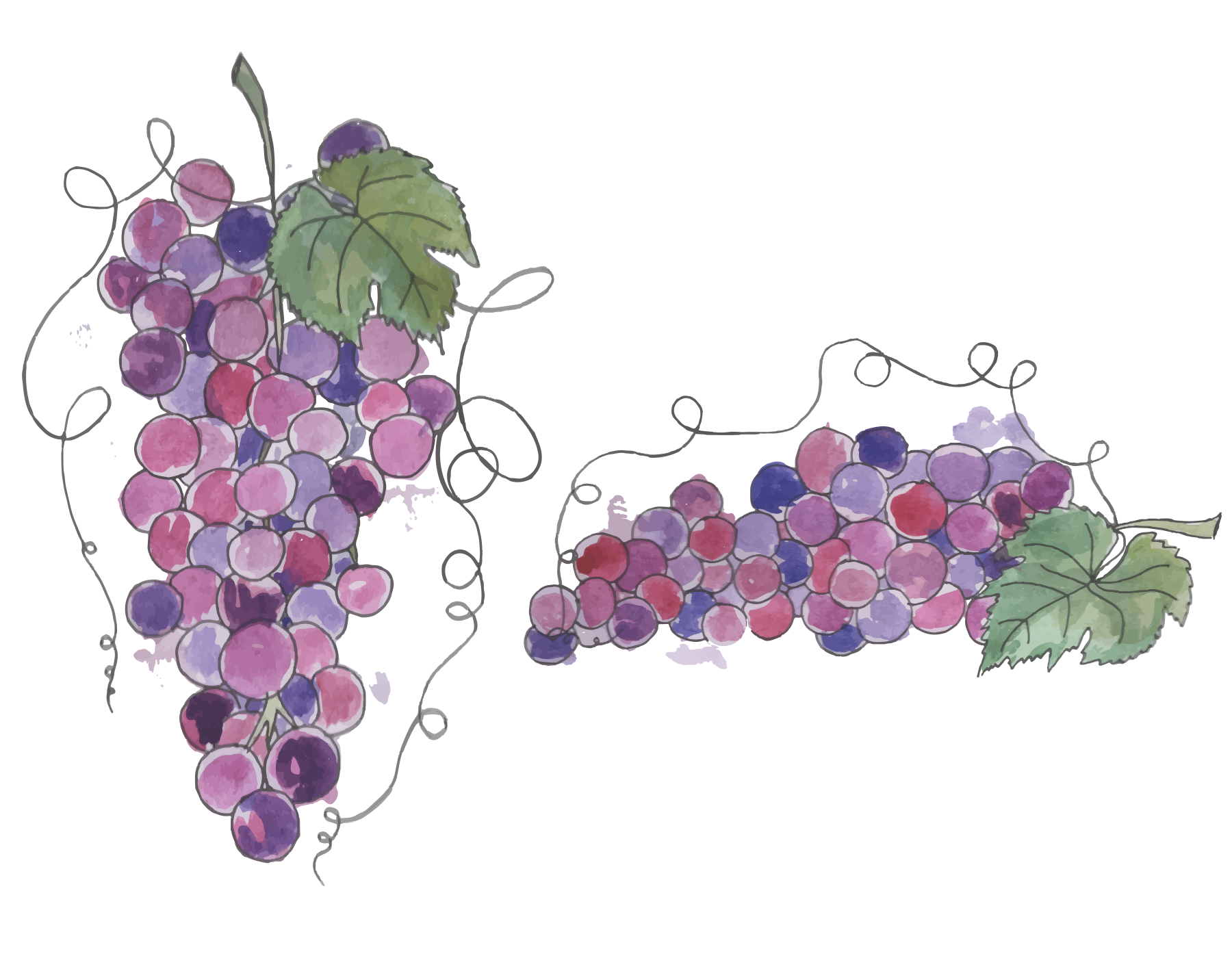 Here's a possible caption: watercolor painting of bunches of grapes.