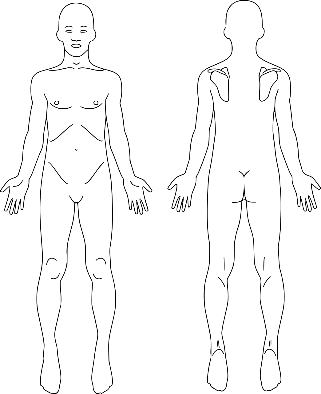 Front and back view of human anatomy outline.